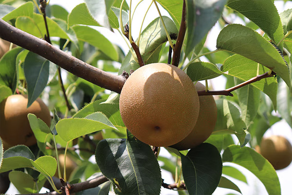 高精度色差儀檢測砂梨果肉的褐變程度