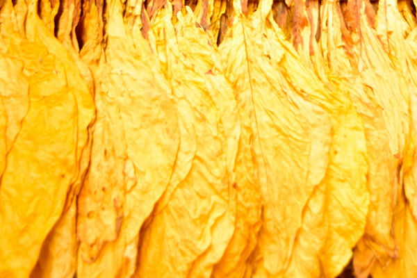 色差儀在煙葉顏色分級(jí)及質(zhì)量品質(zhì)管控中的應(yīng)用