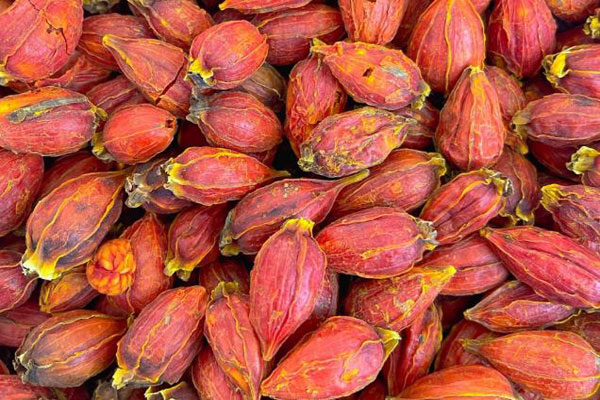 色差儀在不同產(chǎn)地中藥材梔子顏色分類中的應(yīng)用