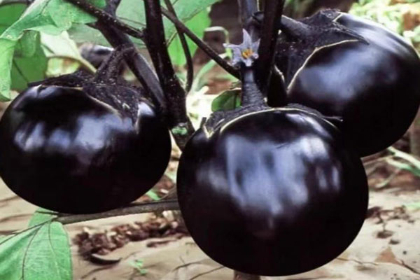 食品色差儀在茄子果皮顏色評價中的應(yīng)用