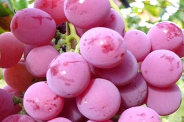 小口徑便攜式色差儀測(cè)定紅地球葡萄色澤