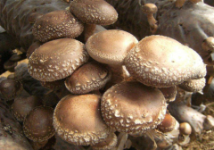 分光測(cè)色儀評(píng)定食用菌的顏色