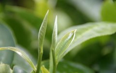 茶葉及茶飲料顏色評定用色差儀